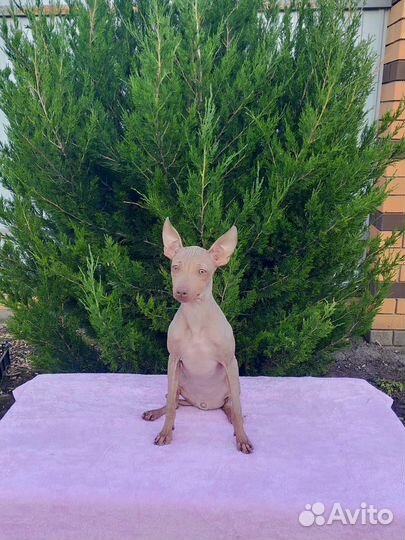 Щенки Американский голый терьер