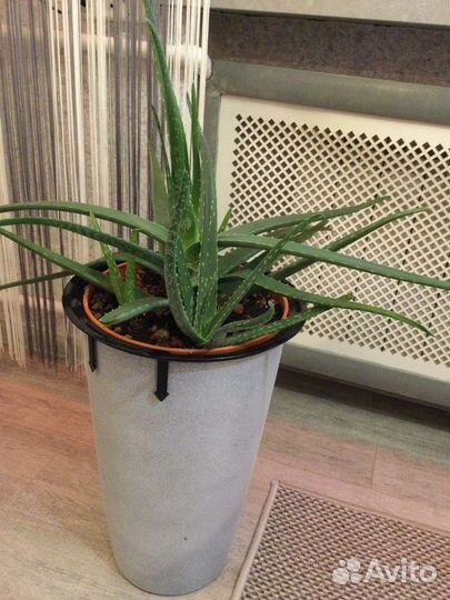 Просто цветы