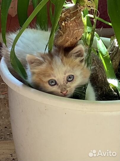 Котята