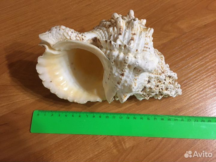 Ракушка морская