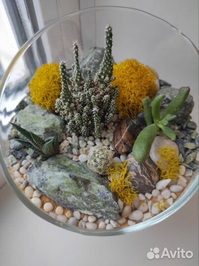 Флорариум суккуленты