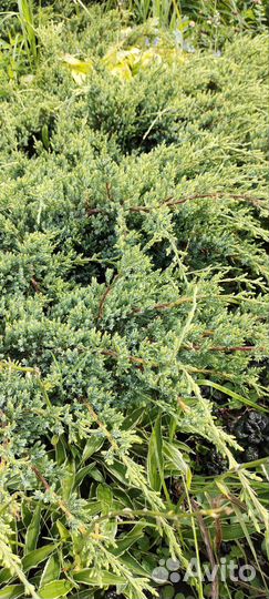 Можжевельник