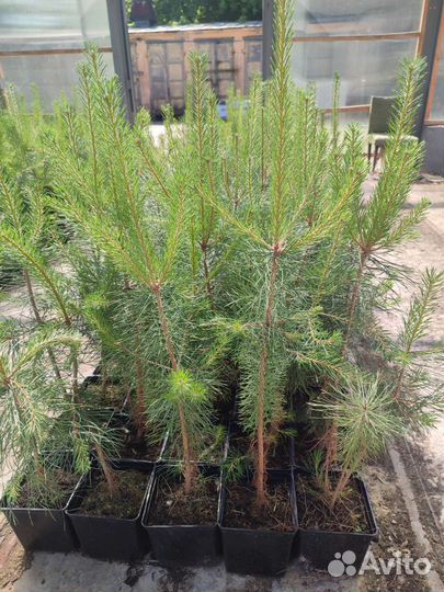 Саженцы сосны обыкновенной