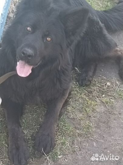 Немец вязка бесплатно