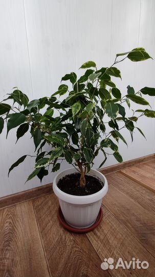 Фикус бенджамина пестролистный