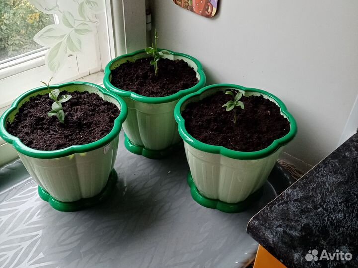 Лимонное дерево