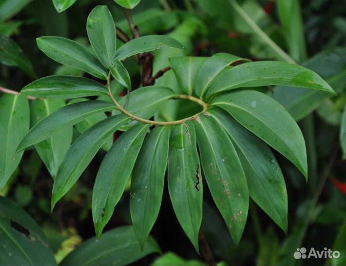 Гибискус махровый лососевый, купера костус, колеус