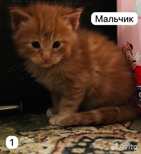 Котята мейн-кун