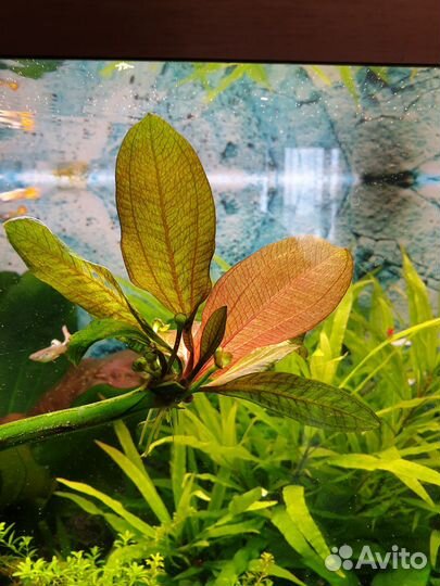 Аквариумные растения