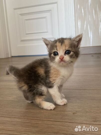 Кошка
