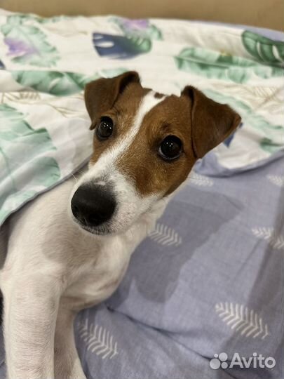 Отдам в добрые руки собаку