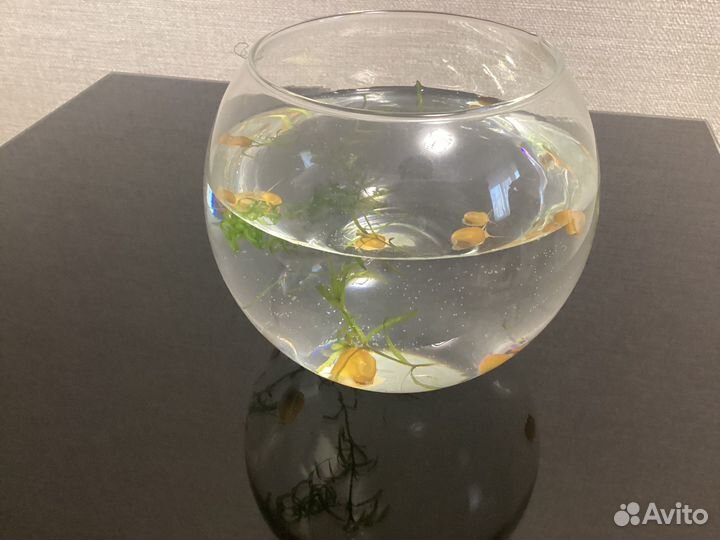 Улитка Ампулярия