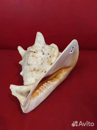 Морские ракушки раковины из личной колекции