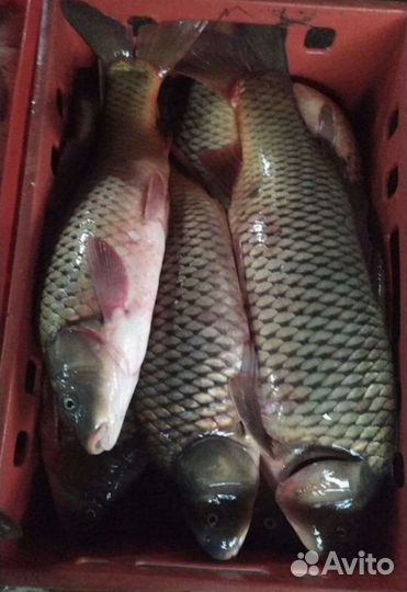 Свежая рыба сазан, филе сазана, филе щуки