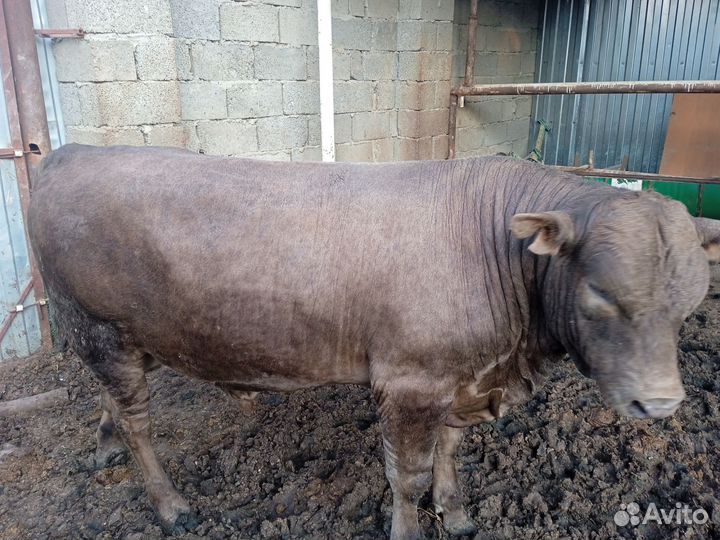 Быки на племя