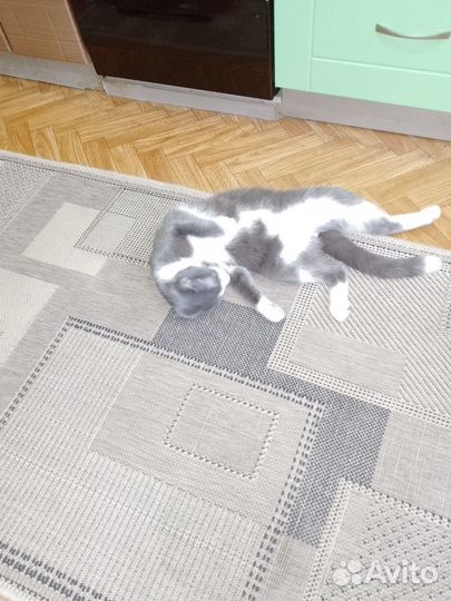 Котенок, 7 месяцев, кастрат, обработан