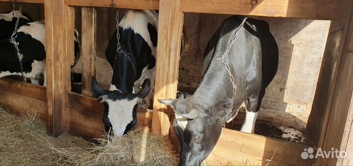 Племенные нетели