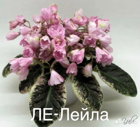 Лист фиалки
