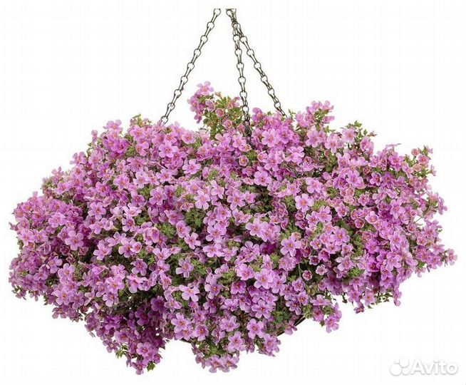 Бакопа рассада