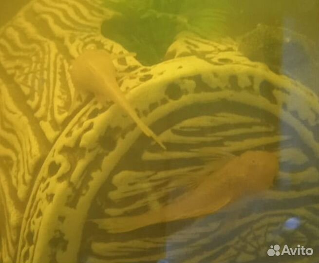 Аквариумные рыбки