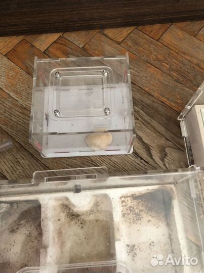 Муравьиная ферма для муравьев