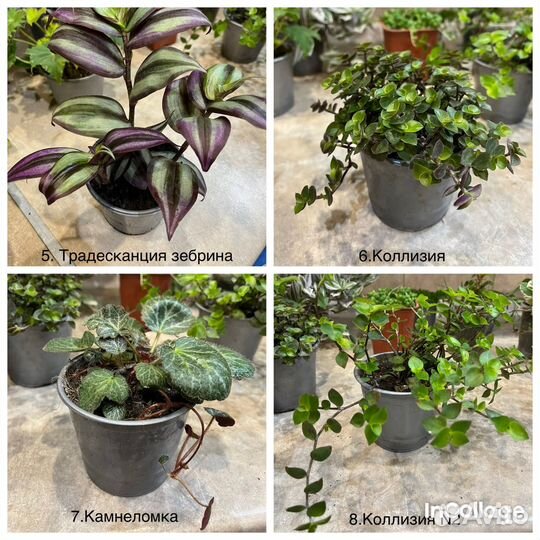 Комнатные цветы