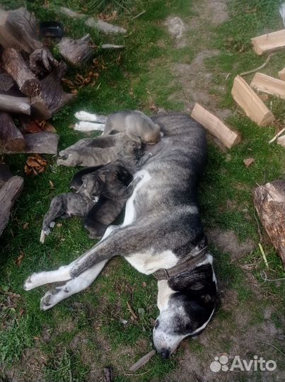 Продам щенков от сао