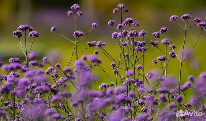 Многолетние цветы. Петунии и другие однолетние