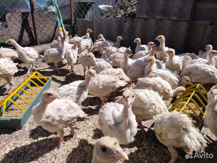 Индюк 30 дней