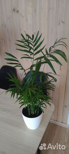 Хамедорея Элеганс