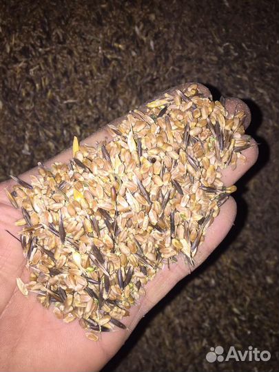 Зерно овес гречиха