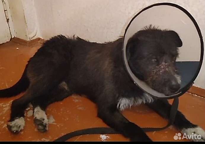 До 19.07 нужно найти хозяина