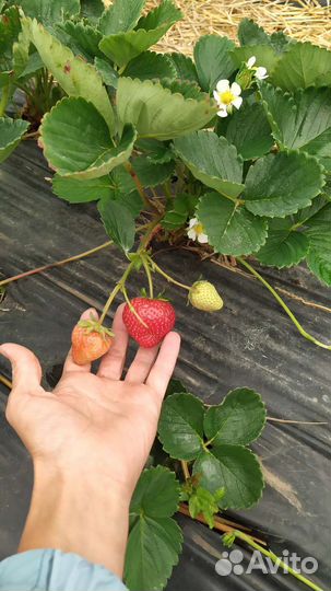 Рассада клубники зкс в наличии и на заказ
