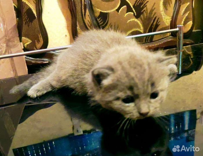 Шотландская девочка