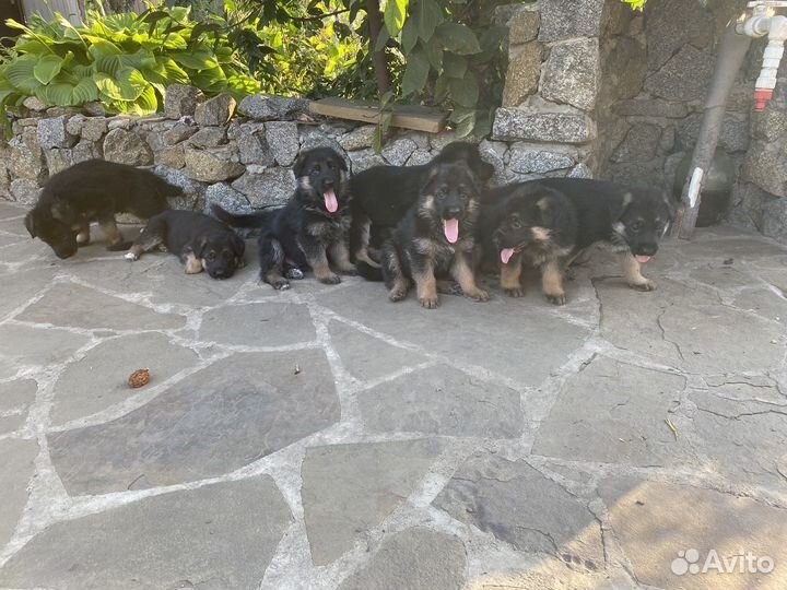 Щенки немецкой овчарки