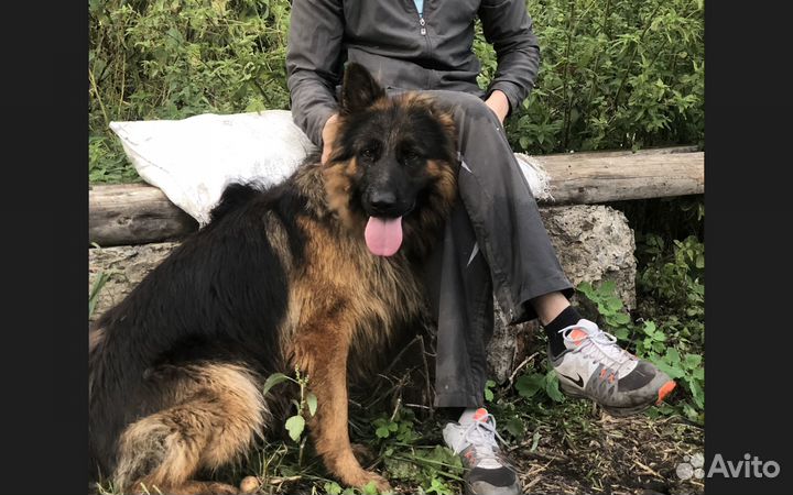 Щенки немецкой овчарки длинношерстной