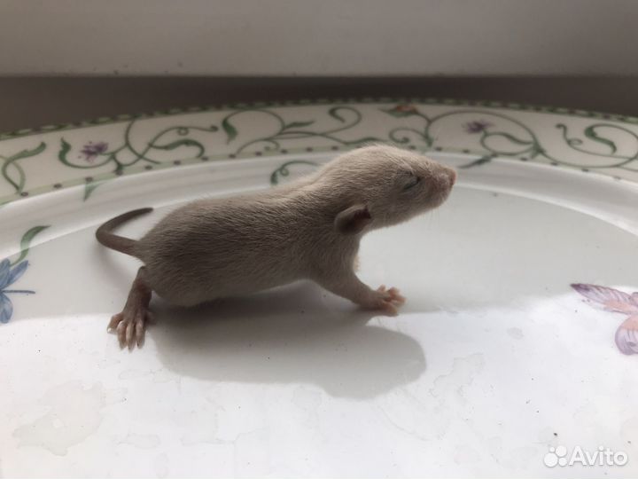 Крысята дамбо вельветин стандарт