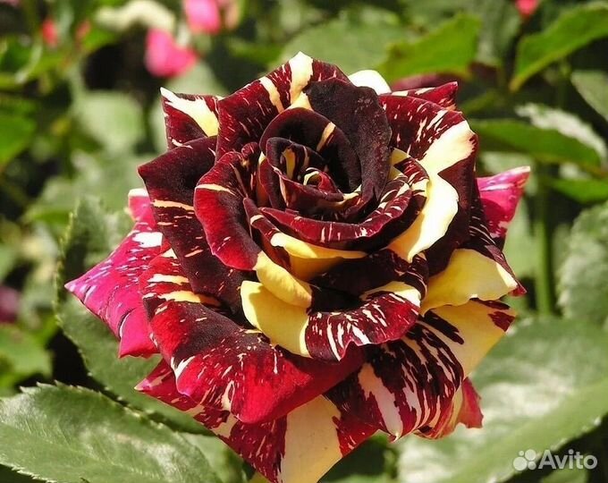 Саженцы роз оптом