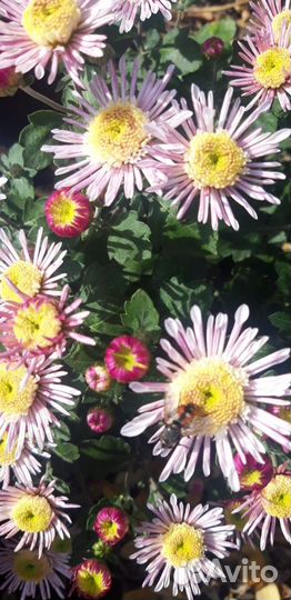 Хризантема