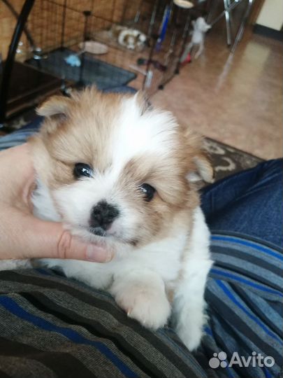 Щенки шпица. Мини