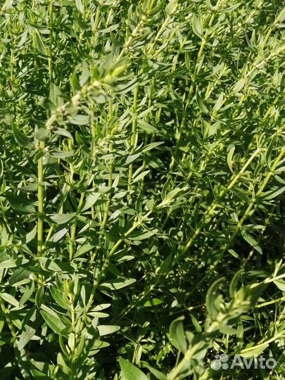 Иссоп лекарственных бронхит, астма