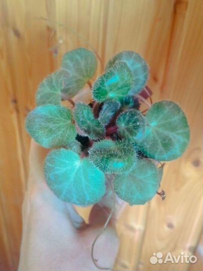 Комнатные растения с фото