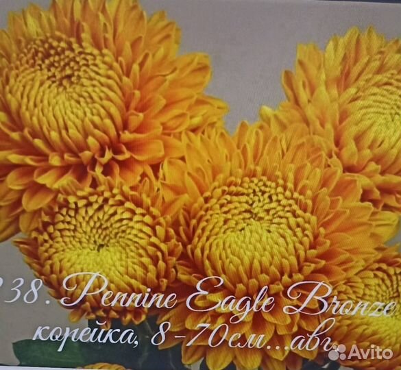 Хризантемы с доставкой