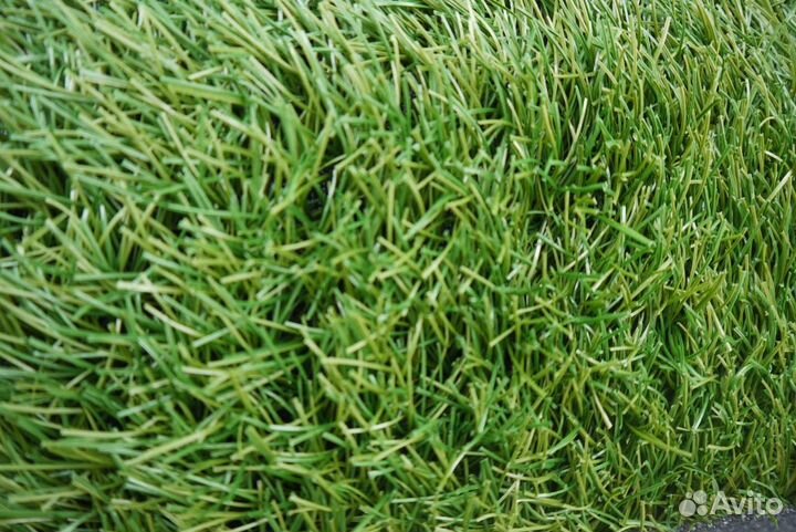 Семена мятлик луговой 