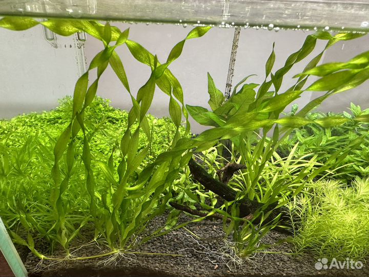 Аквариумные растения разные