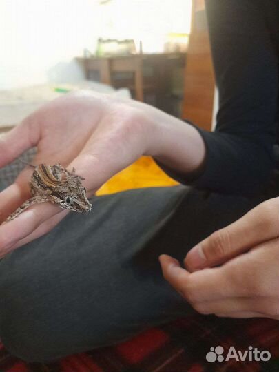 Ушастый бананоед