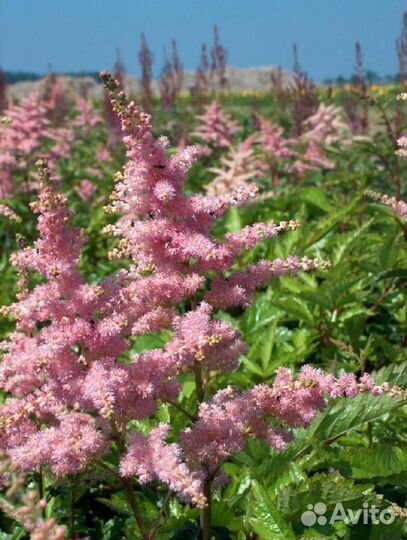 Астильба Арендса Bressingham Beauty Саженцы, Расса