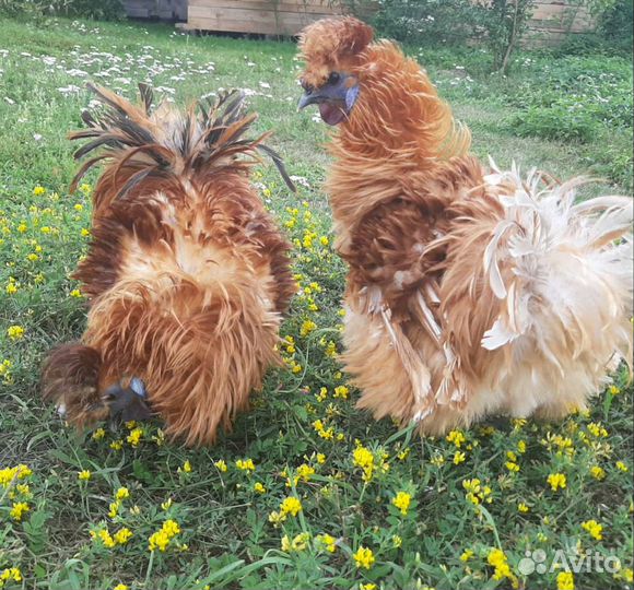 Карликовые Кохи Орловские Бентамка Сизли