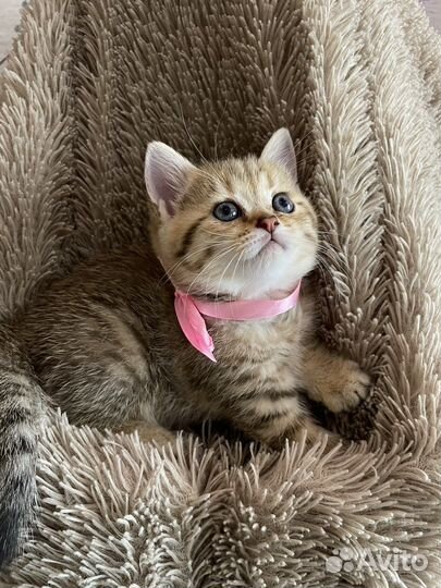 Британская