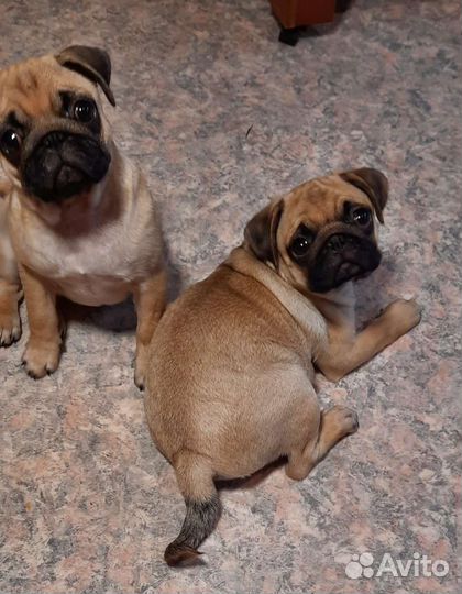 Щенки мопса девочки